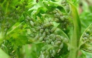 timg (4).jpg timg (4).jpg