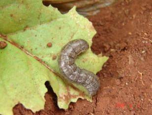 timg (3).jpg timg (3).jpg